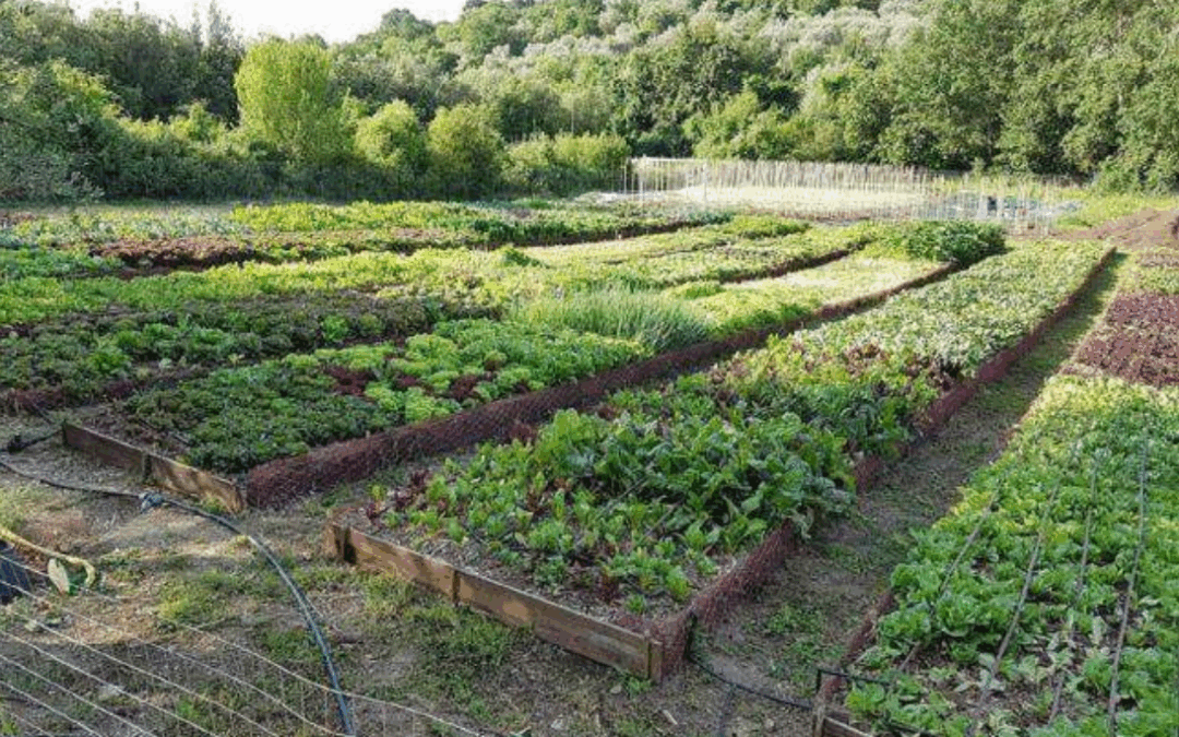 Research Innovation on Soil Quality nº10: ORTOBIOATTIVO, agroecology for the sustainable production of nutraceutical vegetables