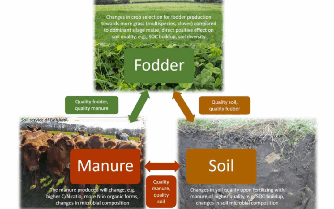 Research Innovation on Soil Quality nº17: Quality fodder – Quality manure – Quality soil