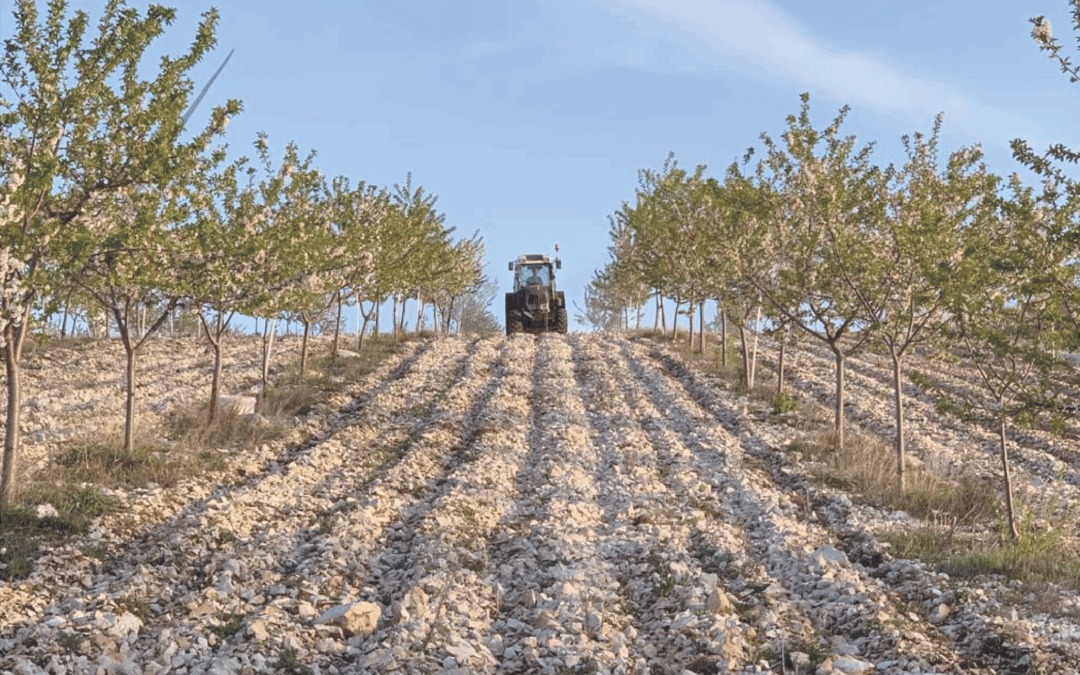 Influence of Karstic Soils and Microclimate on Soil Quality and Resilience in Organic Olive and Sour Cherry Production in the Makarska Region