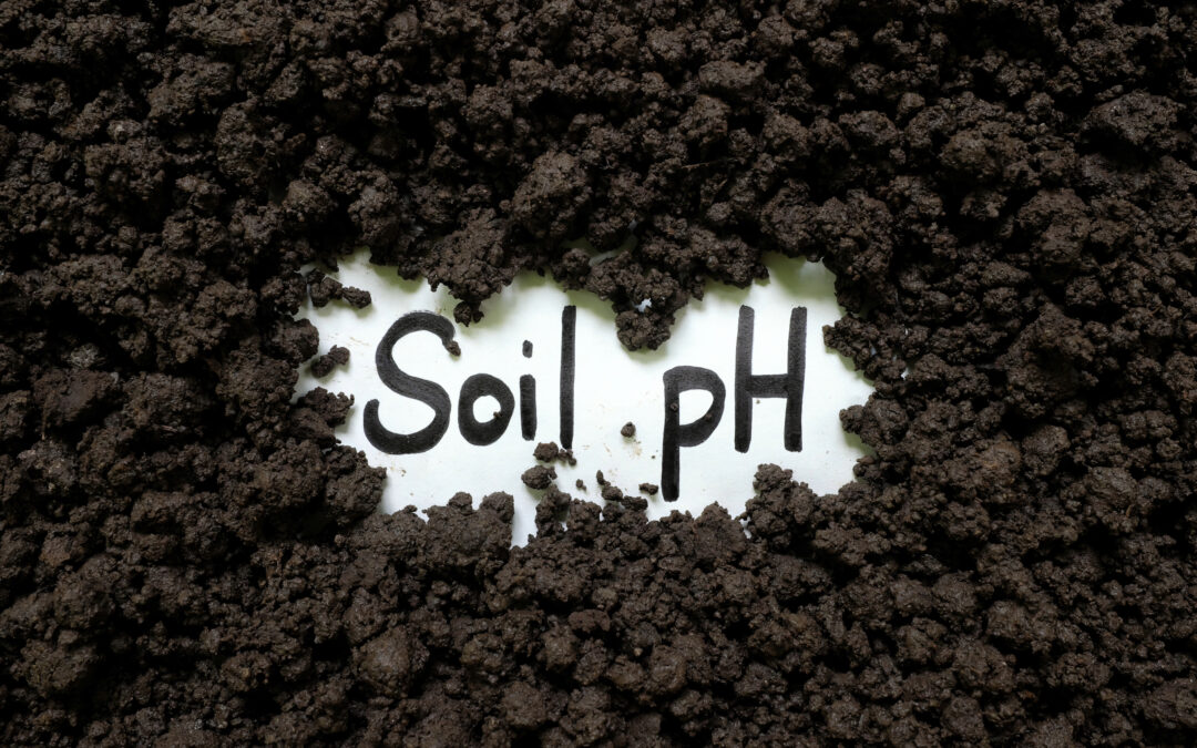 Neutralizing the Problem: Why Liming is Key to Healthier Soils in Poland