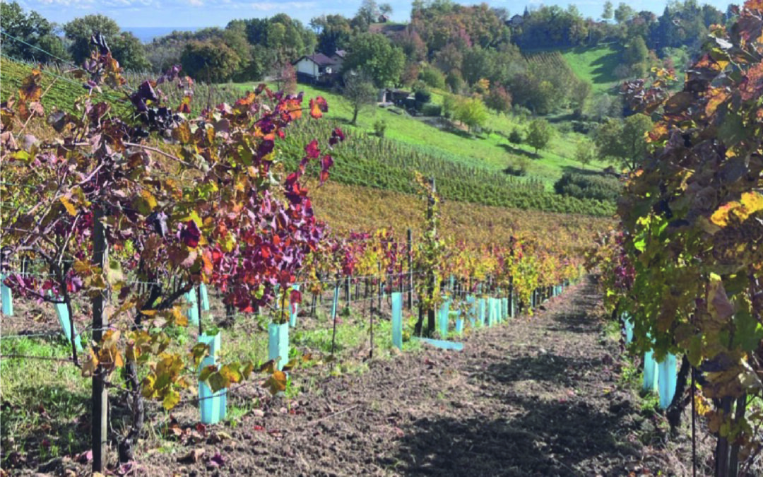 The Role of Biodynamic Viticulture in Soil Quality and Plant Resilience