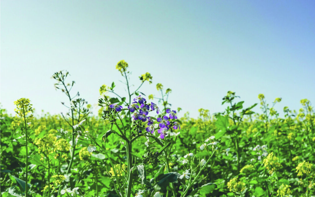The legacy of catch crops: How past practices feed the future